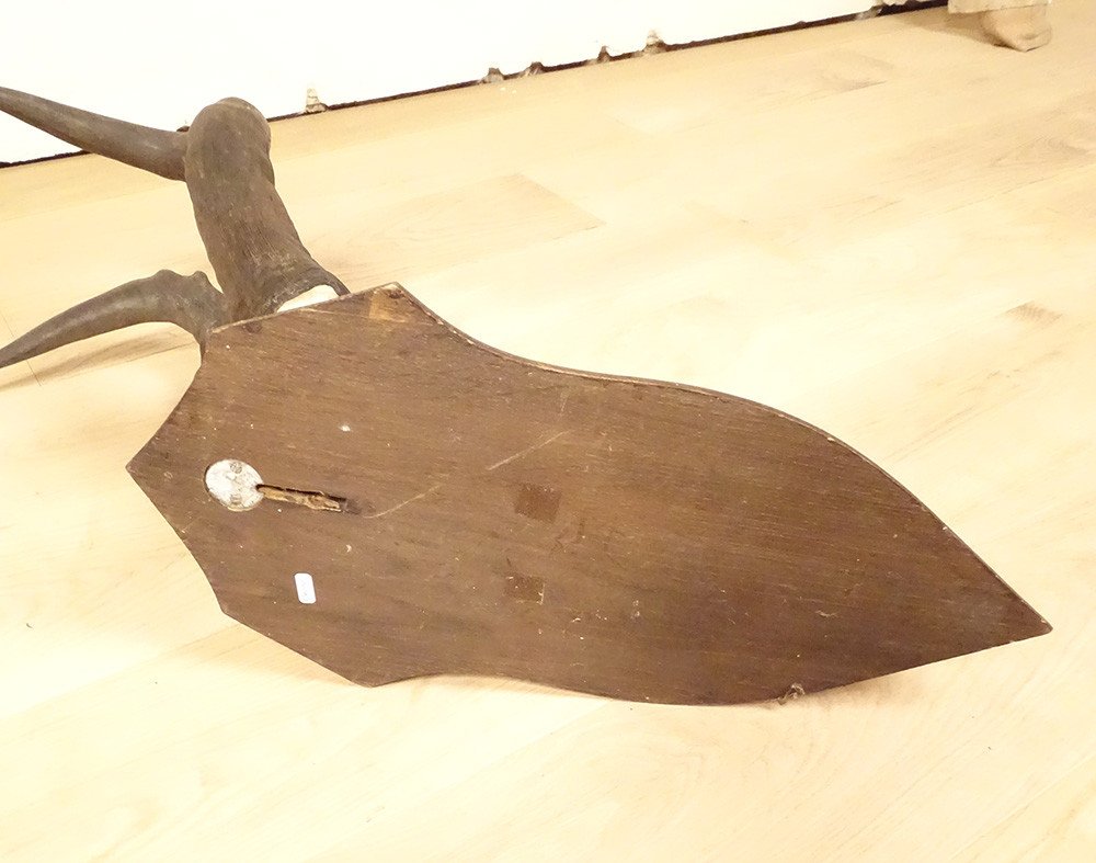 Trophée de Chasse Massacre Cornes Antilope Africaine Bubale Major Afrique XXè-photo-4