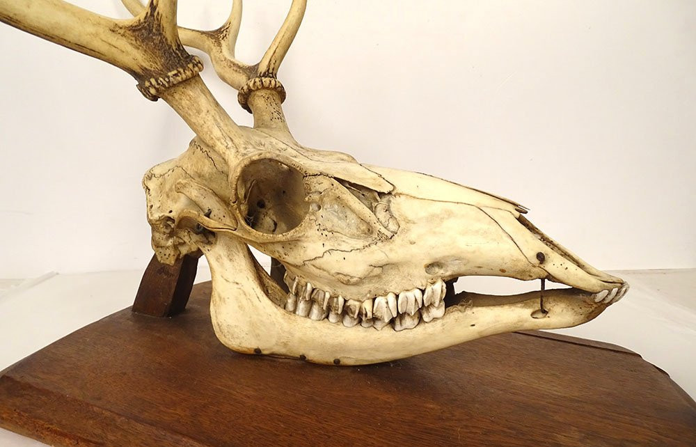 Large Hunting Trophy, Slaughter Of Deer, Horns, Wooden Shield, 19th Century-photo-4