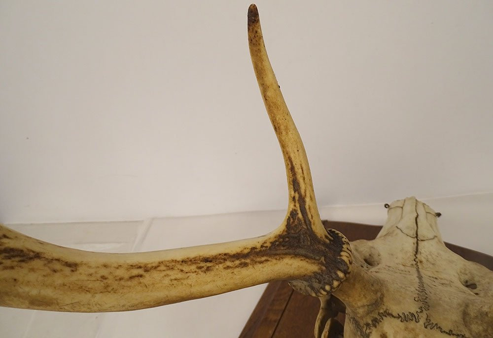 Large Hunting Trophy, Slaughter Of Deer, Horns, Wooden Shield, 19th Century-photo-3