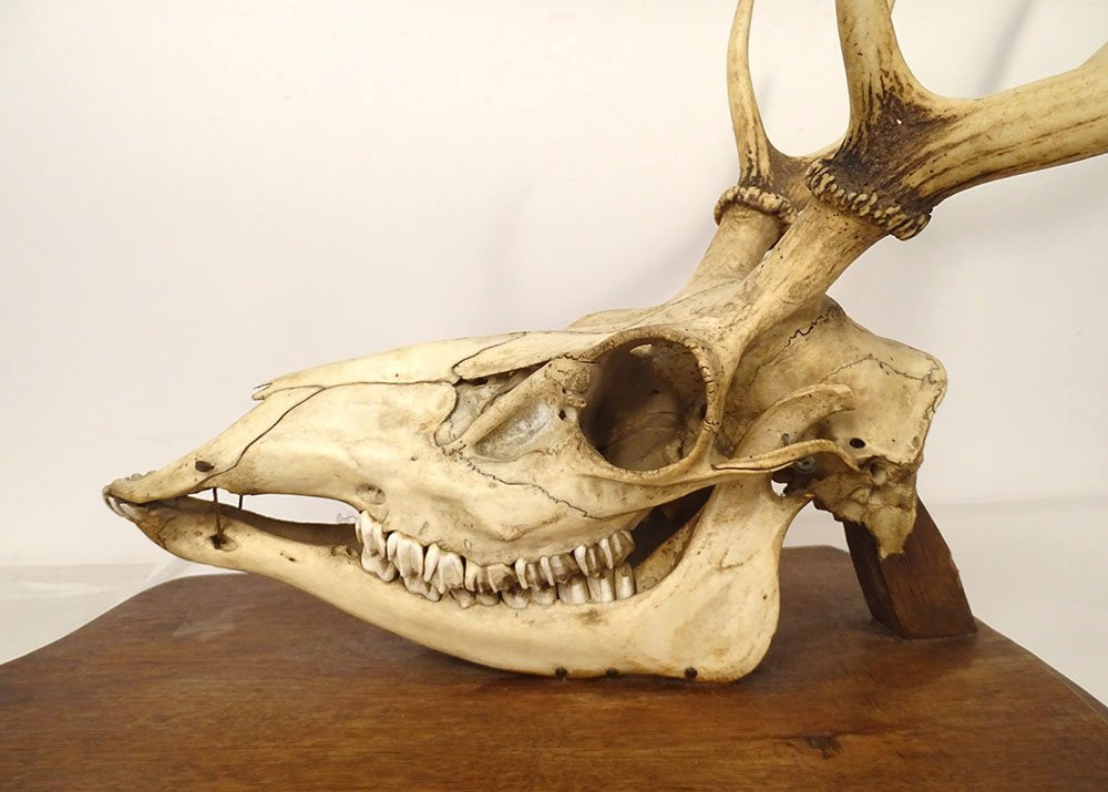 Large Hunting Trophy, Slaughter Of Deer, Horns, Wooden Shield, 19th Century-photo-4