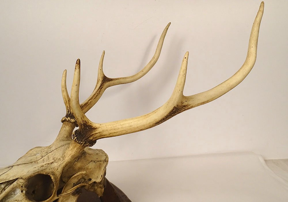 Large Hunting Trophy, Slaughter Of Deer, Horns, Wooden Shield, 19th Century-photo-7