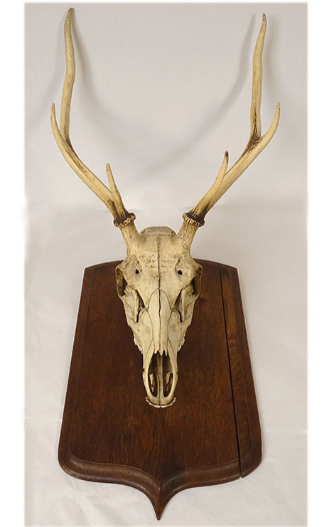 Large Hunting Trophy, Slaughter Of Deer, Horns, Wooden Shield, 19th Century