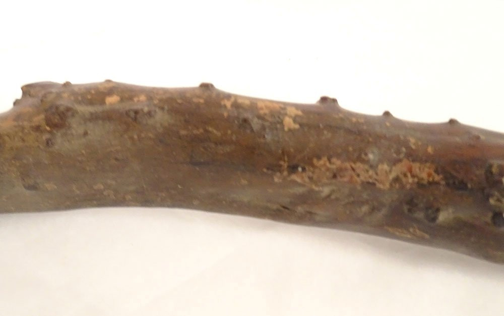 Canne ancienne bois sculpté monoxyle tête lion personnage Art Populaire 19è-photo-4