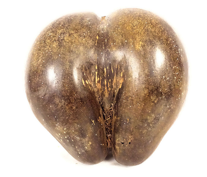 Coco fesse graine cocotier de mer Seychelles collection