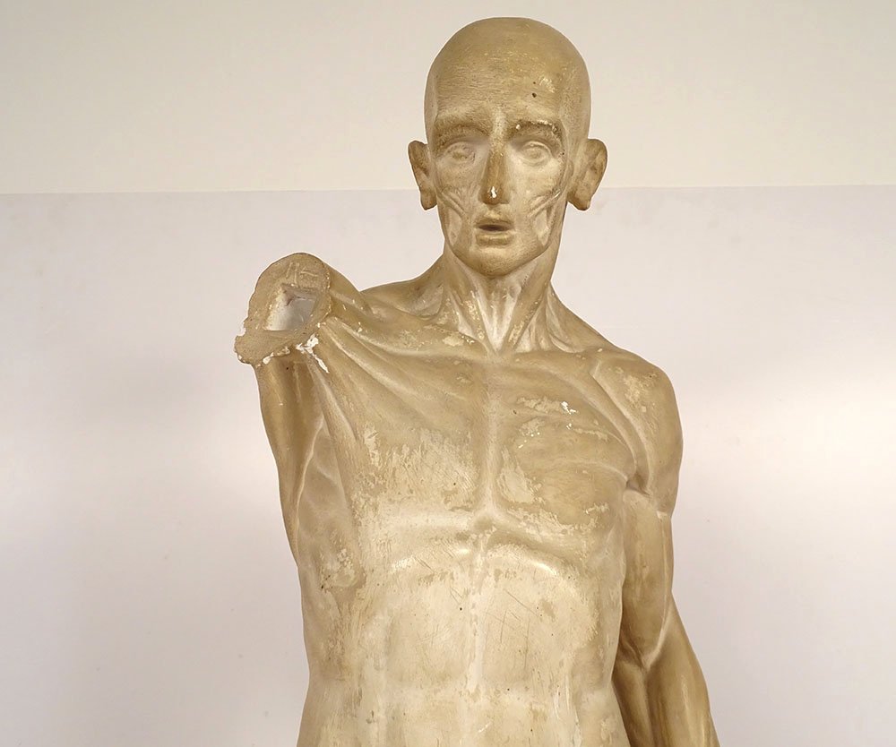 Grande sculpture plâtre atelier écorché Houdon homme nu anatomie XIXème-photo-2