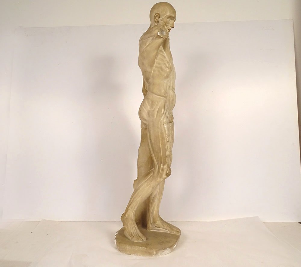 Grande sculpture plâtre atelier écorché Houdon homme nu anatomie XIXème-photo-5