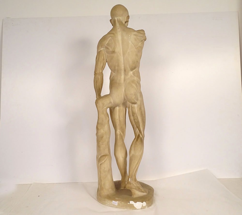Grande sculpture plâtre atelier écorché Houdon homme nu anatomie XIXème-photo-6