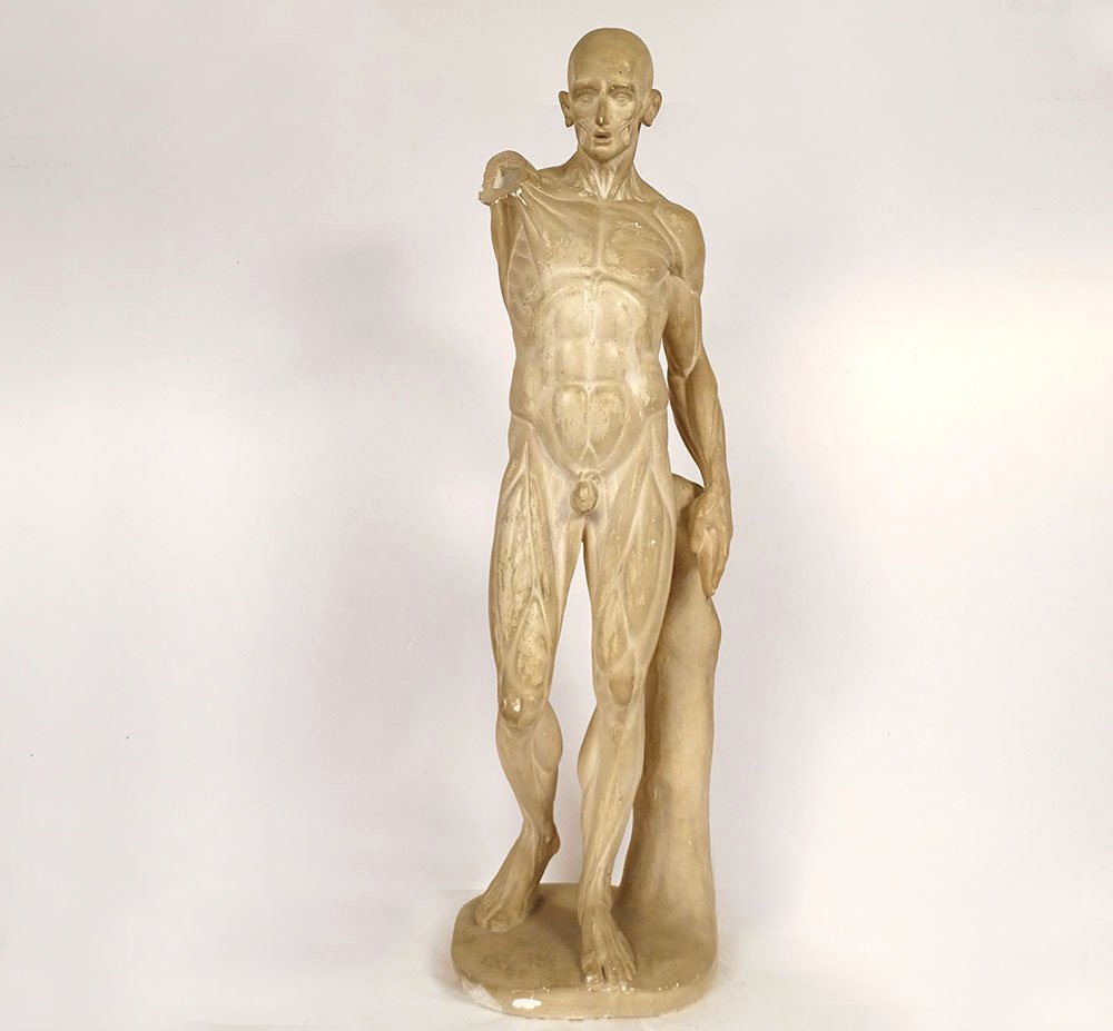 Grande sculpture plâtre atelier écorché Houdon homme nu anatomie XIXème