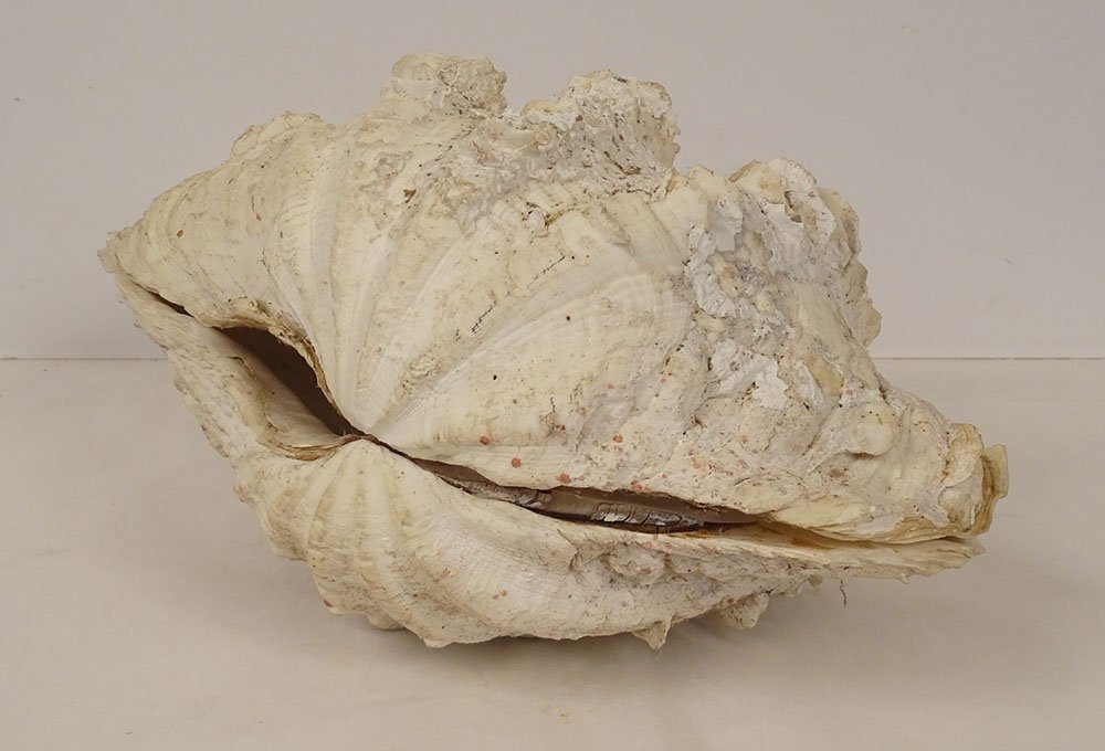 Bénitier géant ancien coquillage entier bivalve Tridacna collection-photo-4