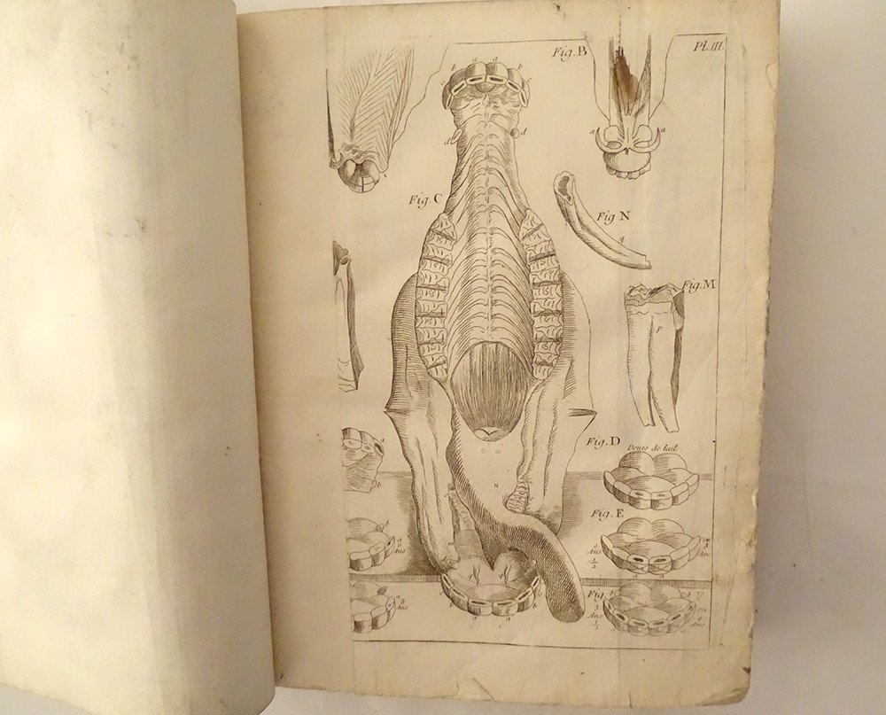 Livre Nouveau Parfait Maréchal Chevaux De Garsault Paris 1755 3è éd. XVIIIè-photo-2
