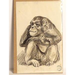 Animal Charcoal Drawing Atelier René Hérisson Portrait Young Gorilla Monkey