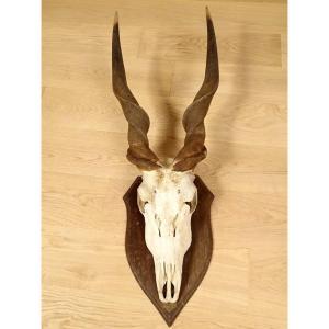 Hunting Trophy Massacre Horns African Antelope Cape Eland Africa 20th