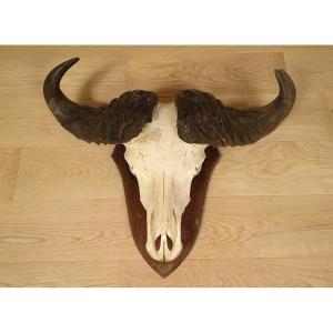 Hunting Trophy Massacre Horns African Buffalo Caffer Africa Deco 20th
