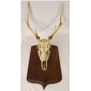 Grand trophée de chasse à courre massacre cerf cornes écusson bois XIXème