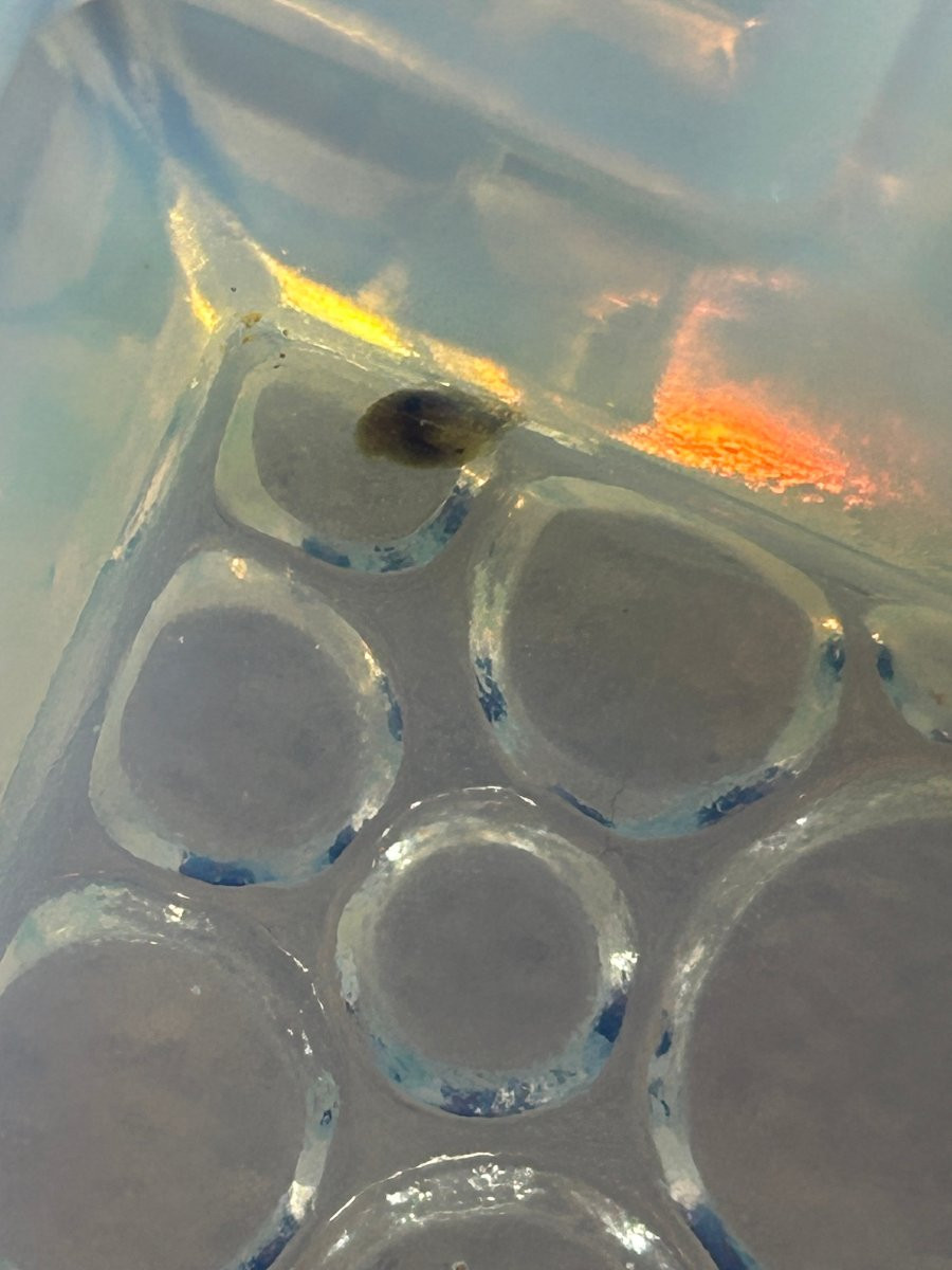 Sabino Paris Ashtray, 1930s, Art Deco, "pastilles" Model, Reference 9074-photo-1