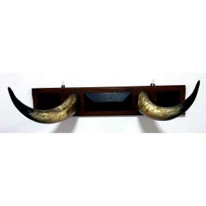 Coat Racks In Camargue Bull Horns