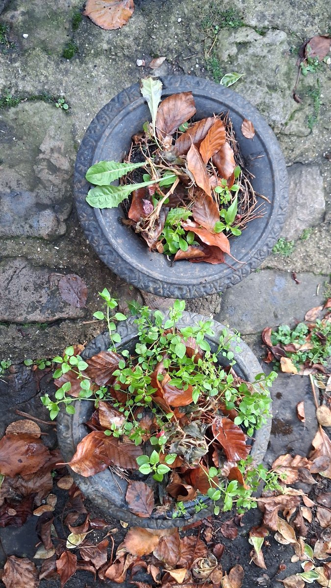 Pair Of Cast Iron Garden Planters-photo-4