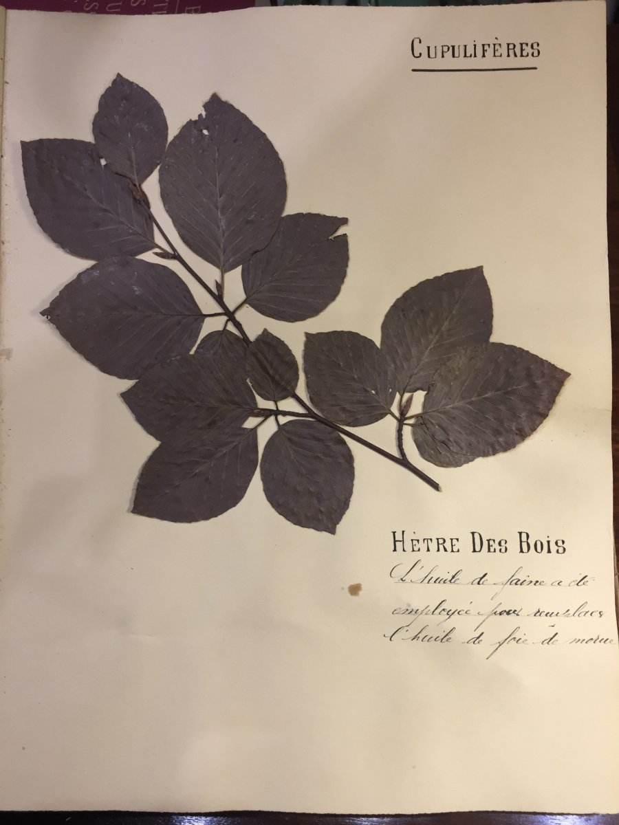 Herbier XIXeme Siècle 122 Planches-photo-3