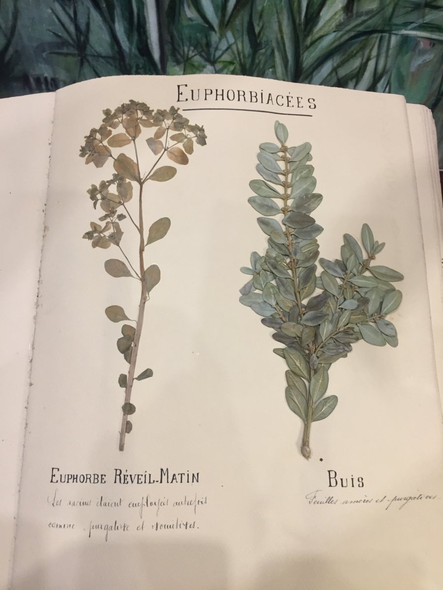 Herbier XIXeme Siècle 122 Planches-photo-5