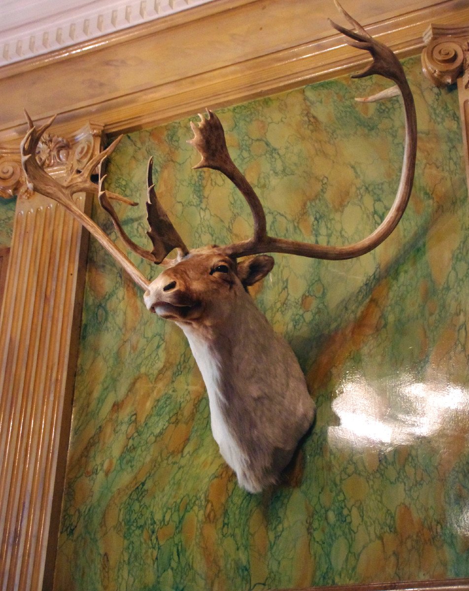 Spectaculaire Trophée De Caribou-photo-4