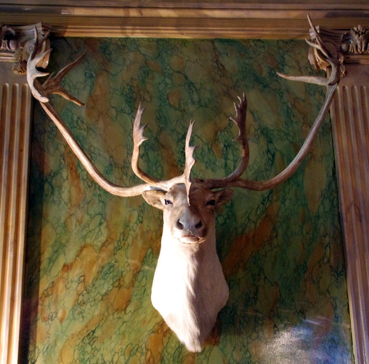 Spectaculaire Trophée De Caribou