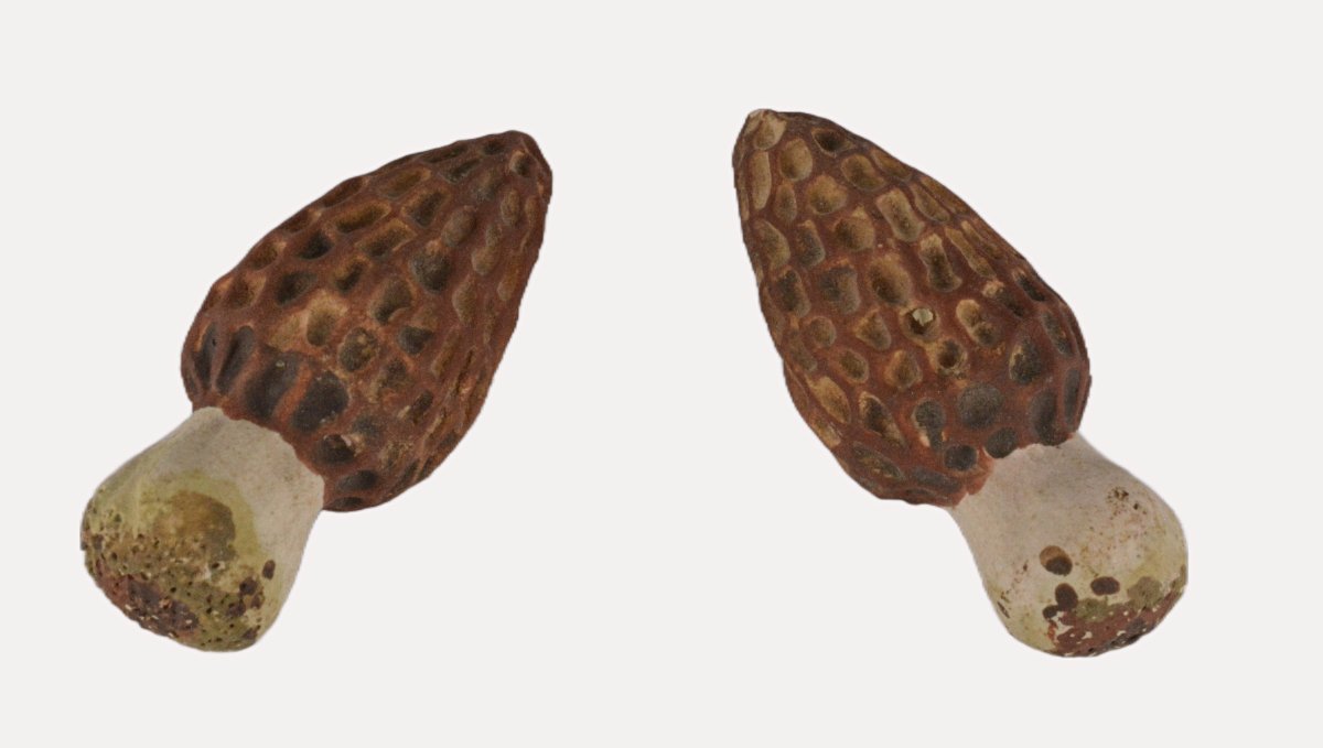 Paire de morilles en trompe l'oeil-photo-2