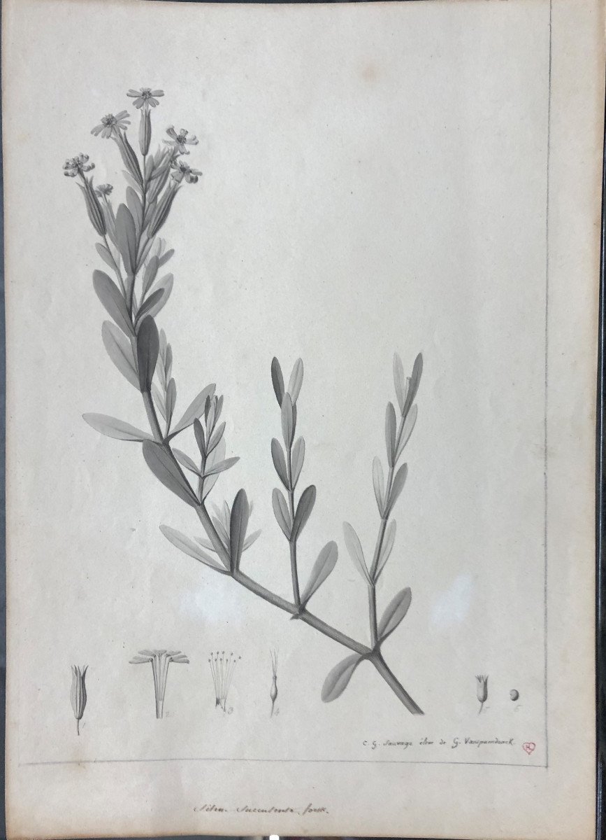 Charles Gabriel Sauvage Lemire (1741-1827) « Silene Succulenta Forsk », Lavis D’encre, Egypte-photo-2