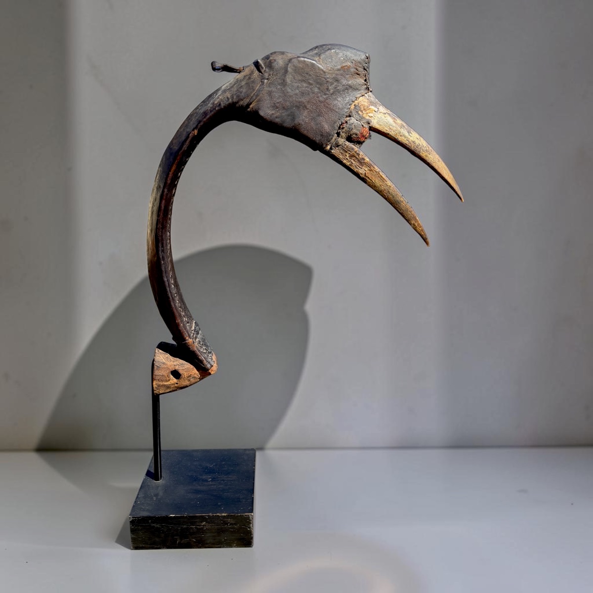 Calao Hunting Decoy - Nigeria-photo-2