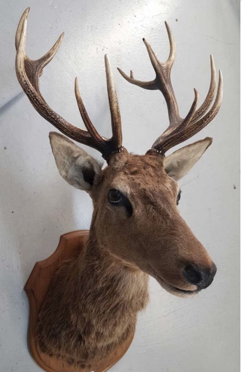 Trophée De Cerf Naturalisé 