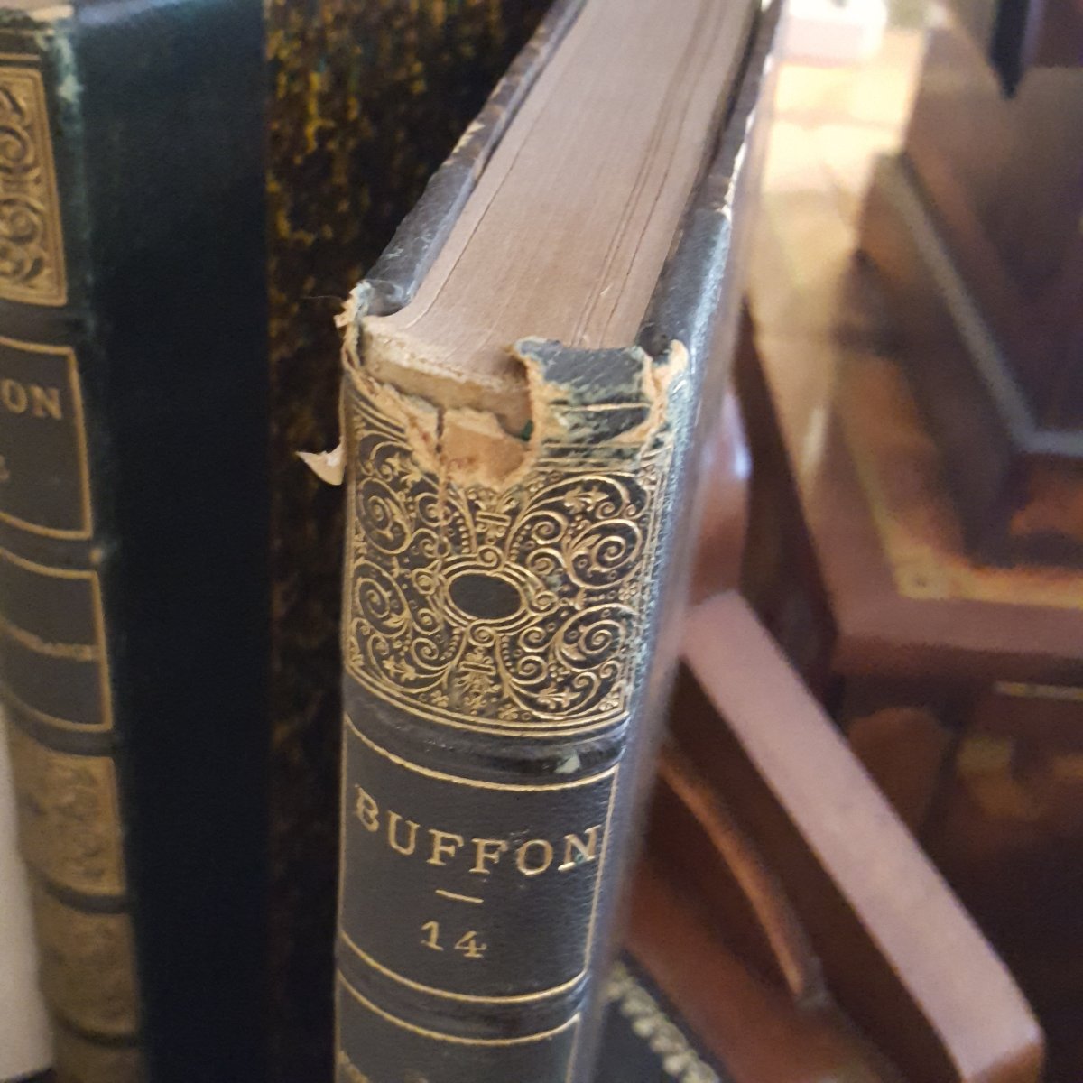 12+2 volumes Œuvres Complètes de Buffon par De Lanessan-photo-4