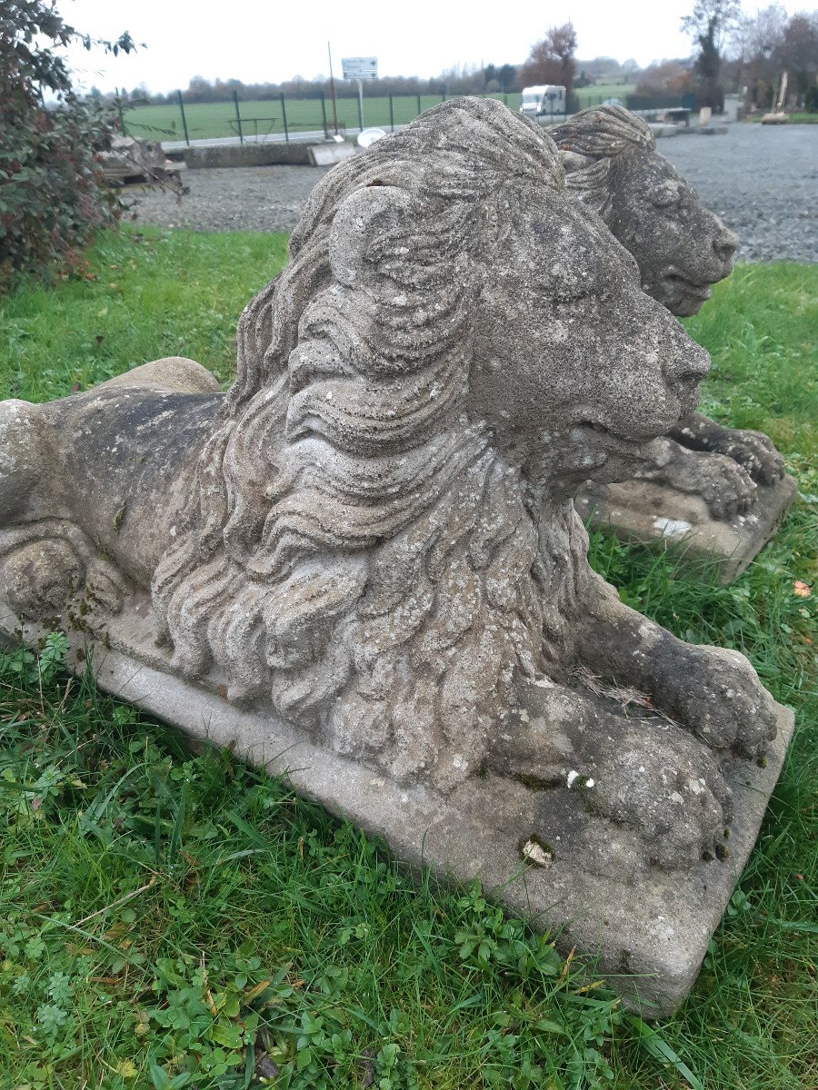 Pair Of Lions-photo-4