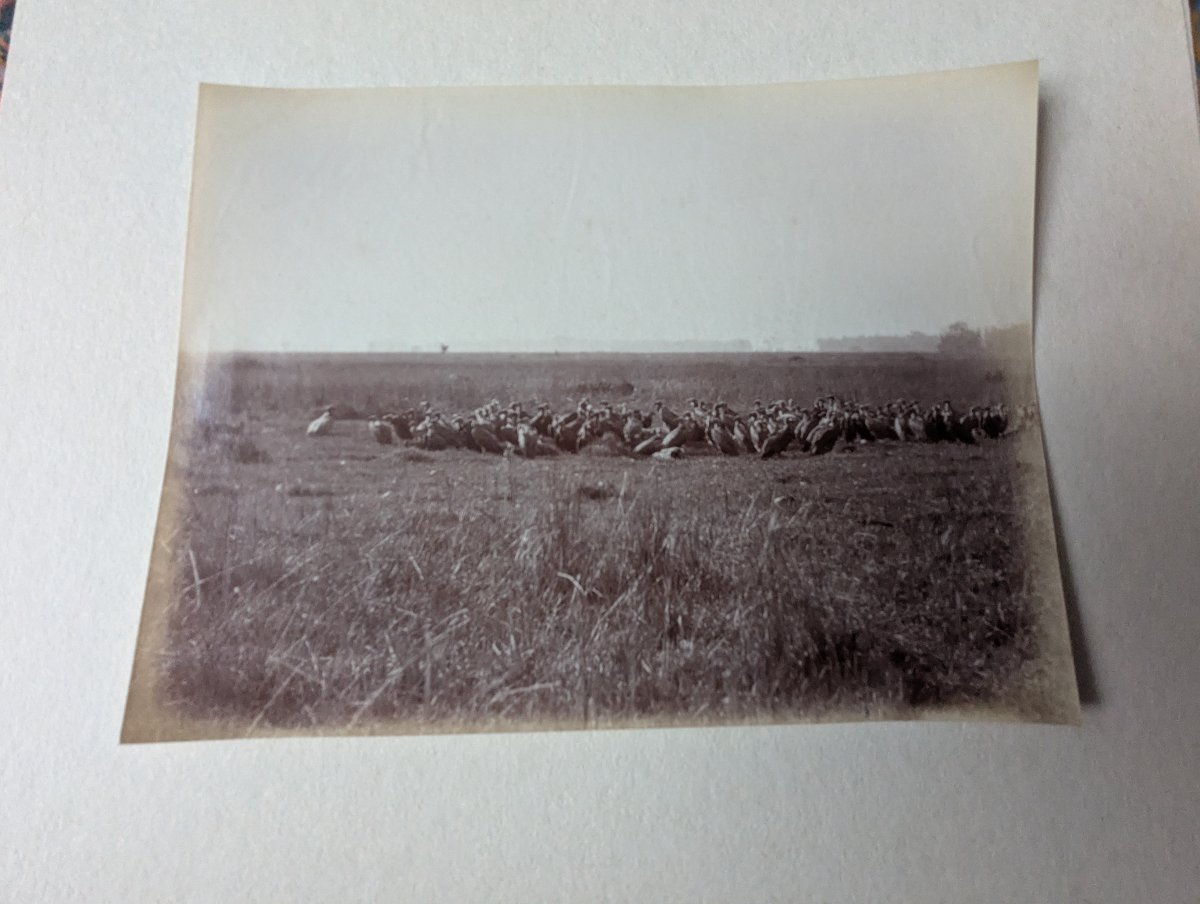 Rare 9x Photos INDE BRITANNIQUE ca 1885 Eléphants Artillerie Camp Militaire /...-photo-6