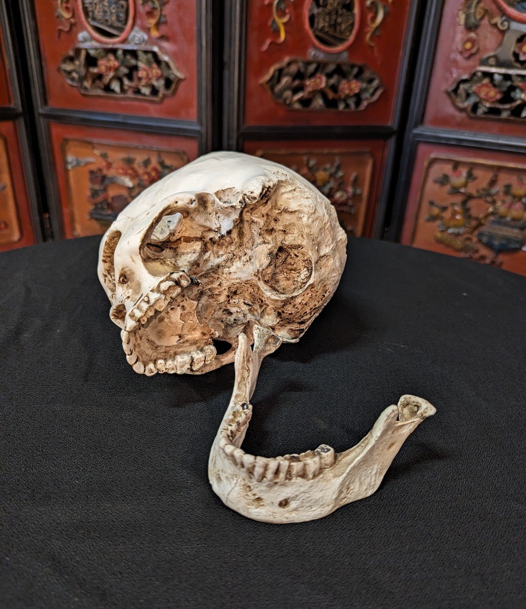 Science Skull-photo-4