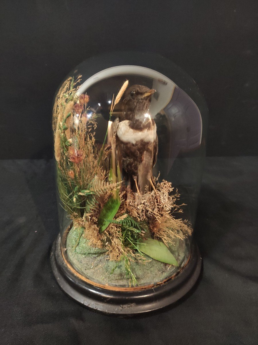 Globe à l'Oiseau Napoléon III-photo-3