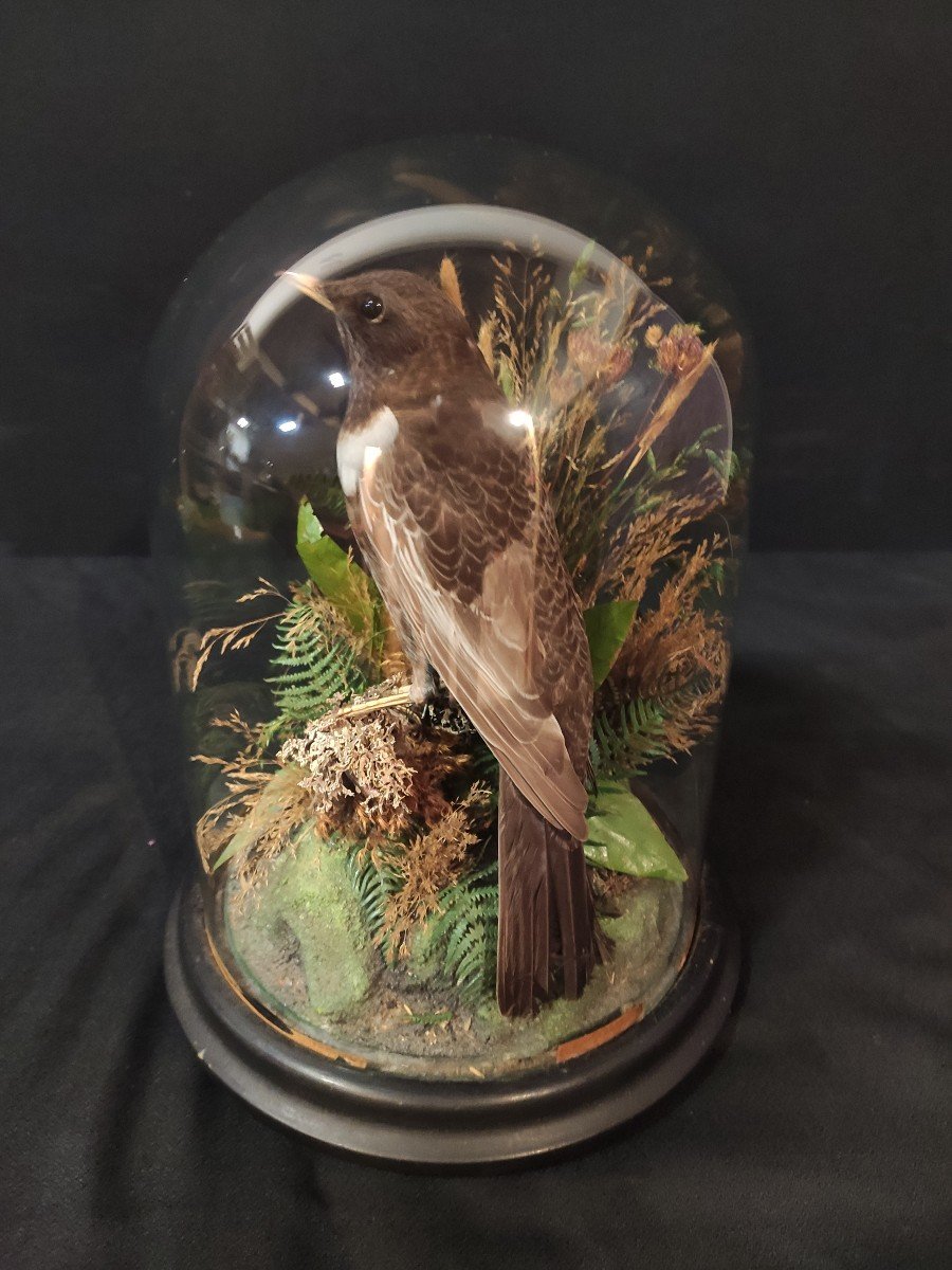 Globe à l'Oiseau Napoléon III