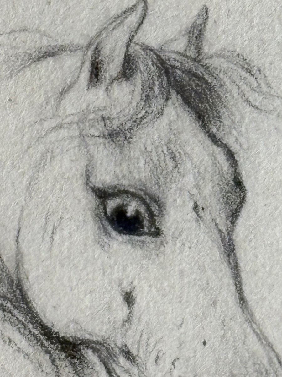 Drawing Study Of Horses -photo-2