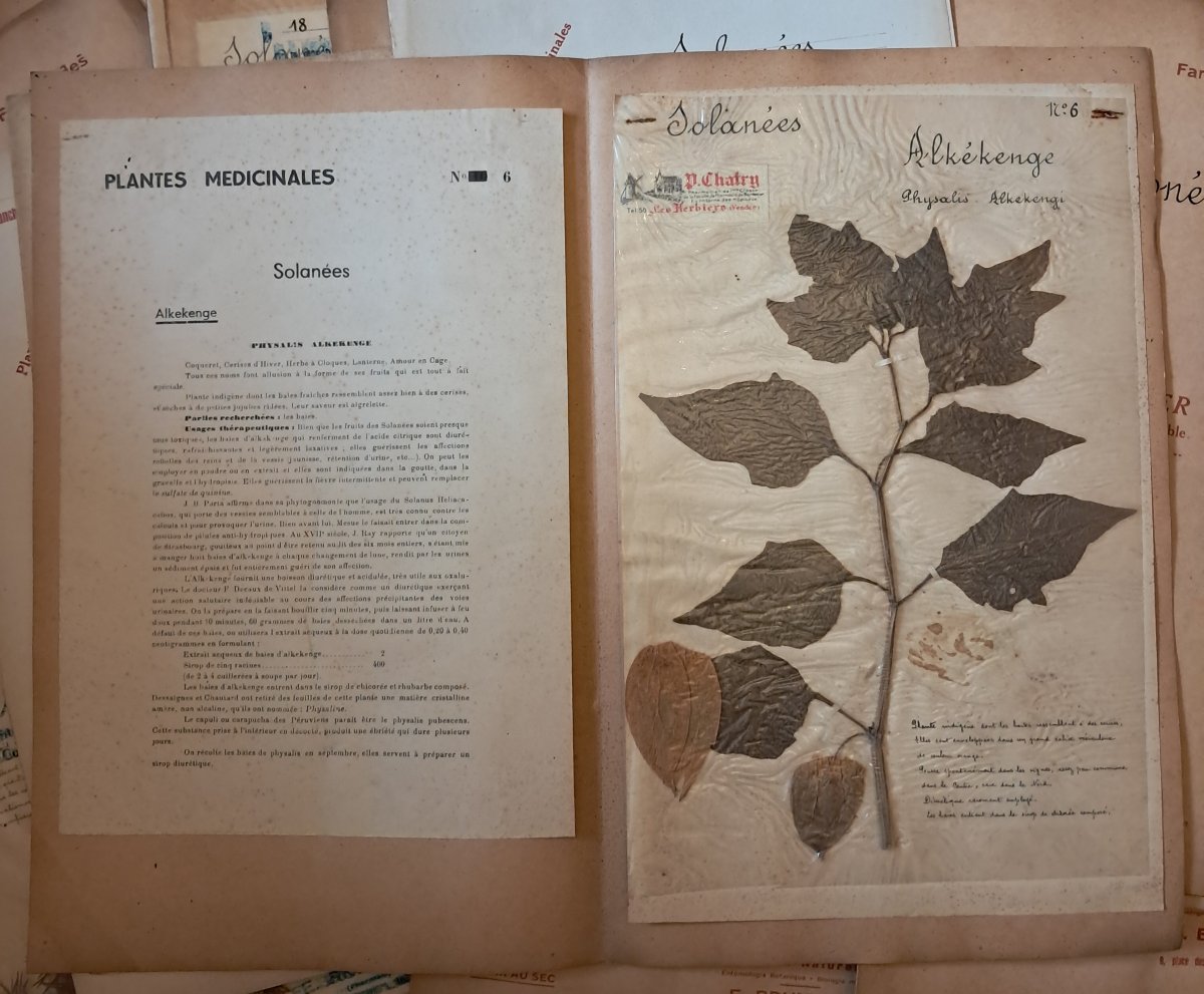 Herbarium Of 52 Plates By E. Brumauld In Thouars, 1920-1950-photo-3