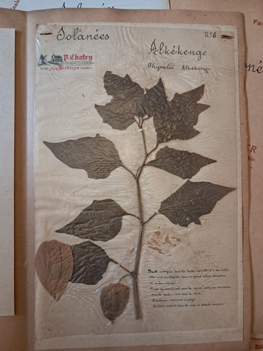 Herbarium Of 52 Plates By E. Brumauld In Thouars, 1920-1950-photo-4