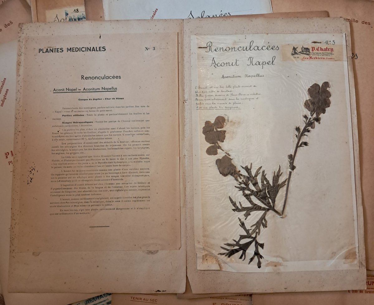 Herbarium Of 52 Plates By E. Brumauld In Thouars, 1920-1950-photo-1