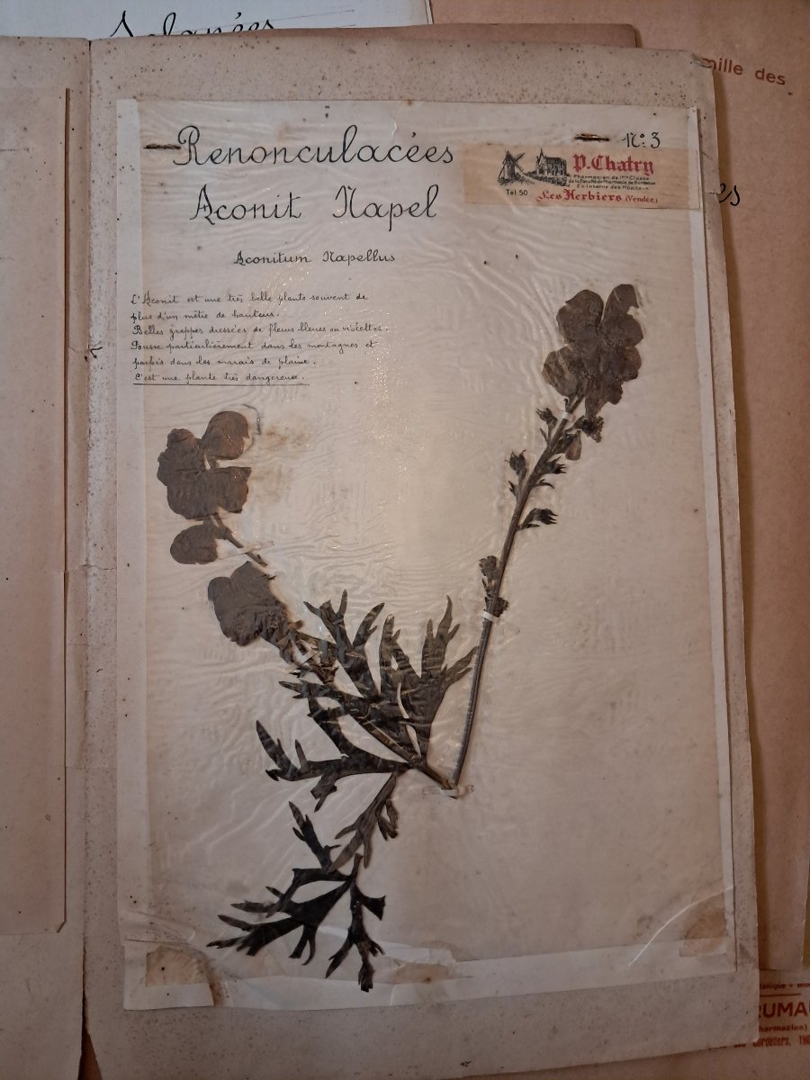 Herbarium Of 52 Plates By E. Brumauld In Thouars, 1920-1950-photo-2
