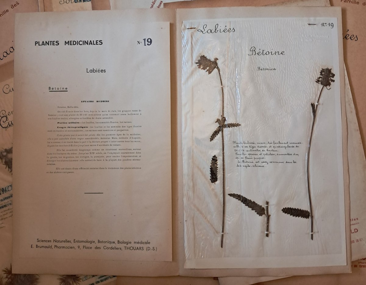 Herbarium Of 52 Plates By E. Brumauld In Thouars, 1920-1950-photo-3