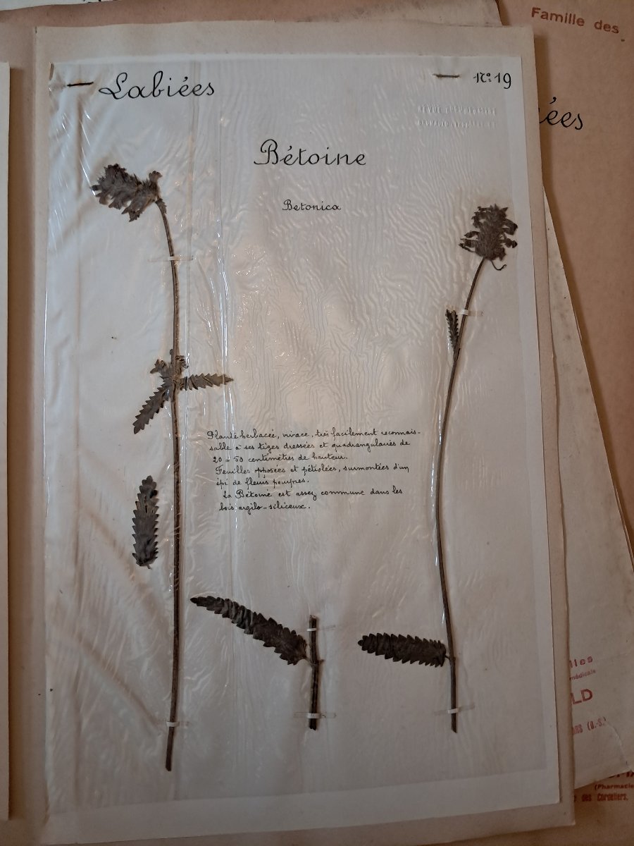 Herbarium Of 52 Plates By E. Brumauld In Thouars, 1920-1950-photo-4