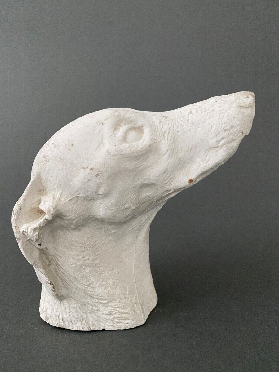 Workshop Sculpture In Plaster Head Of A Greyhound Twentieth-photo-2
