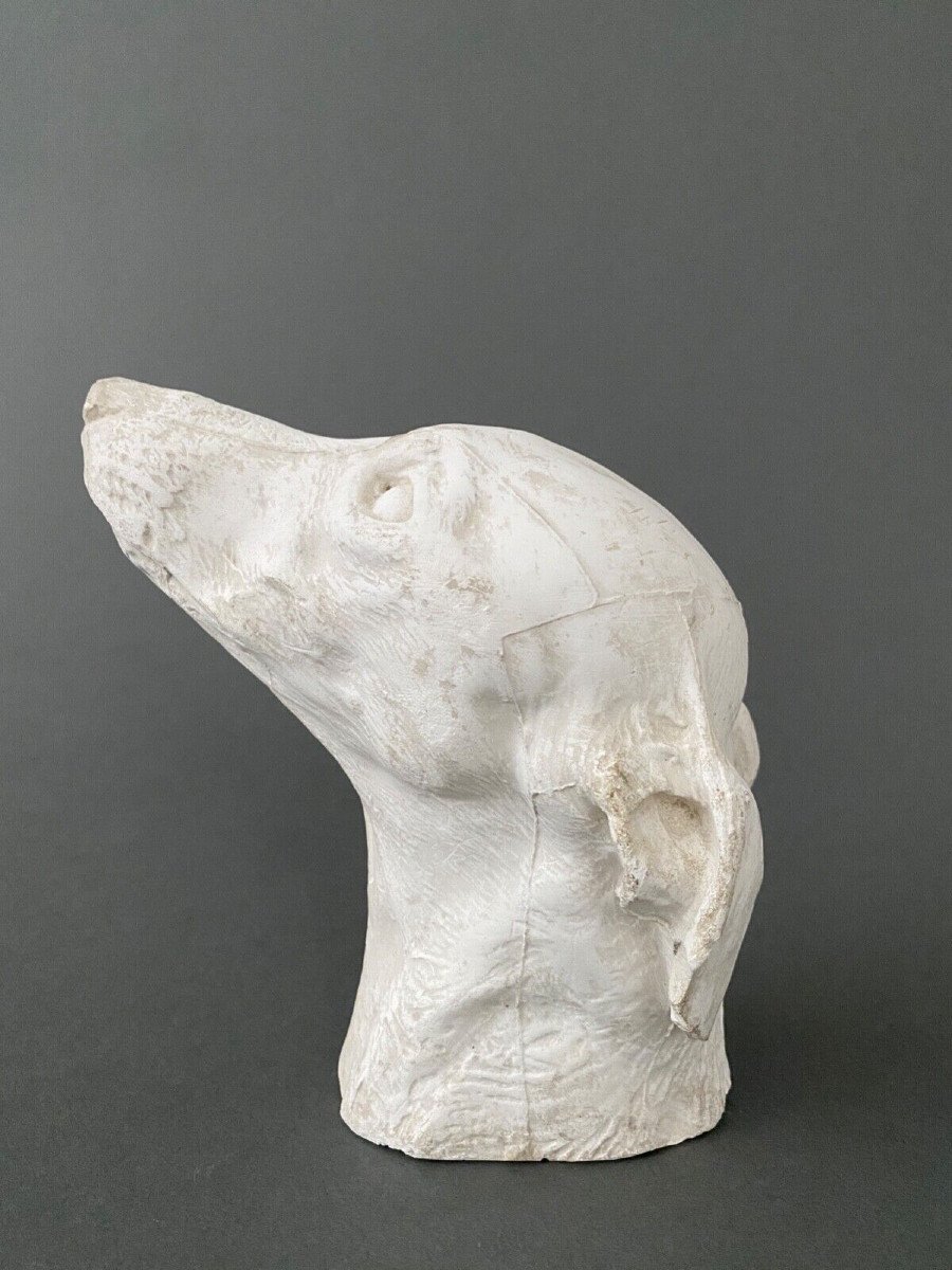 Workshop Sculpture In Plaster Head Of A Greyhound Twentieth-photo-4