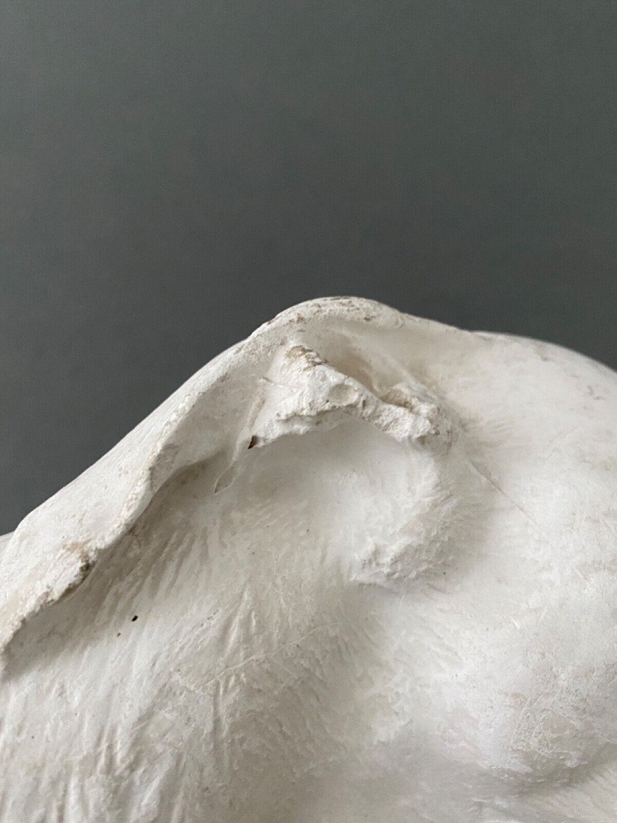 Workshop Sculpture In Plaster Head Of A Greyhound Twentieth-photo-4