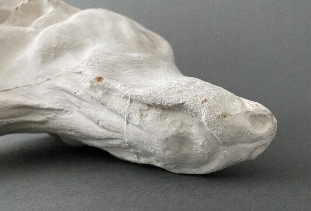 Workshop Sculpture In Plaster Head Of A Greyhound Twentieth-photo-5