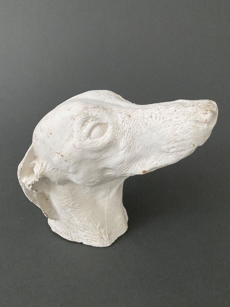 Workshop Sculpture In Plaster Head Of A Greyhound Twentieth
