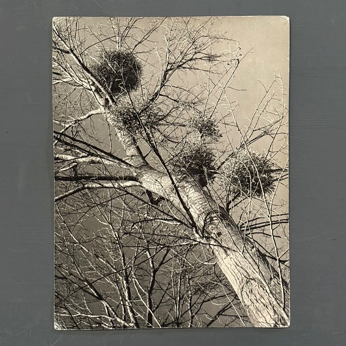 Photo noir et blanc intitulée Boules de Guy par Robert Laporte XXe