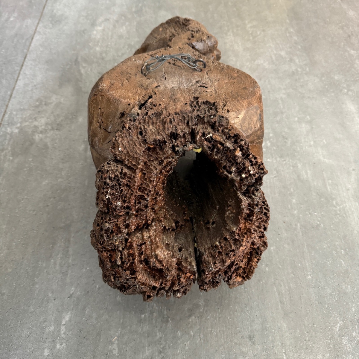 Oak Angel Executive Holder 15th Century-photo-1