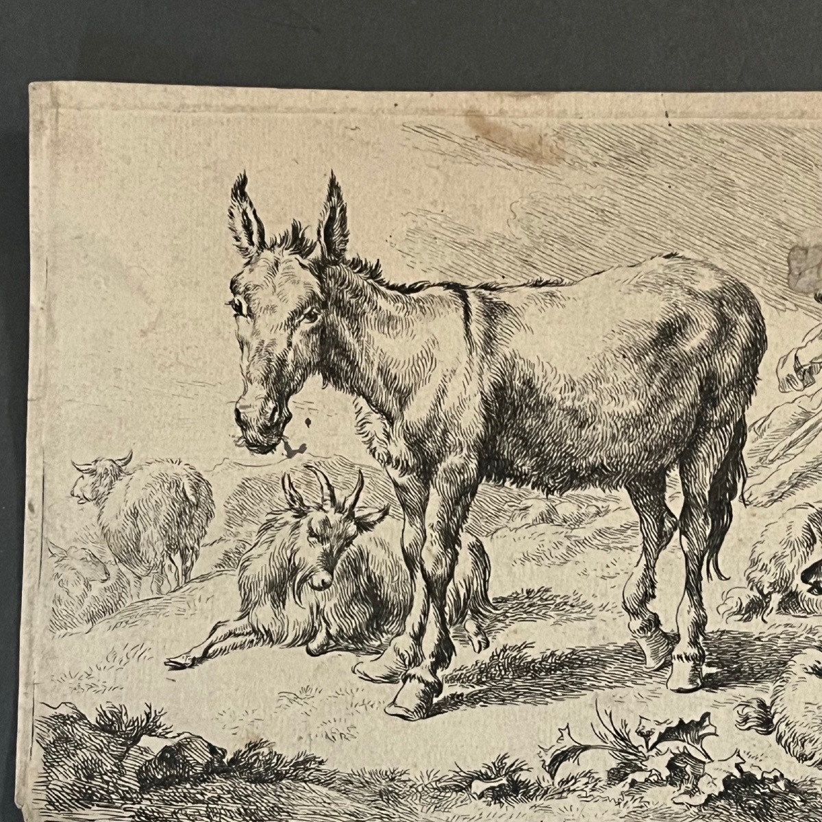 Engraving By Berchem Nicolaes Pietersz (1620-1683) Depicts A Donkey 17th Century-photo-2